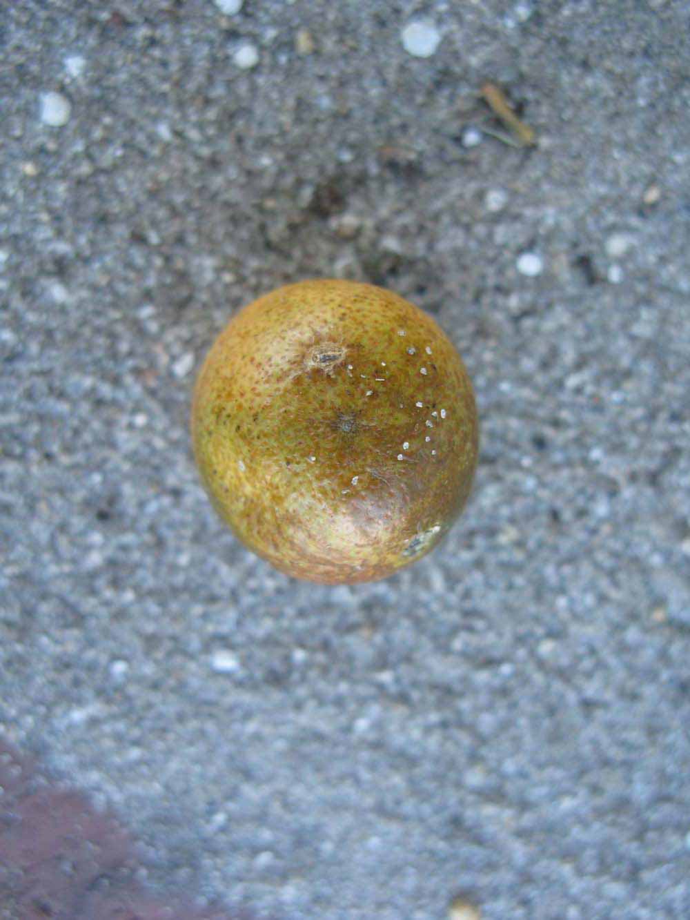              Fruit (Winter Haven, FL)       